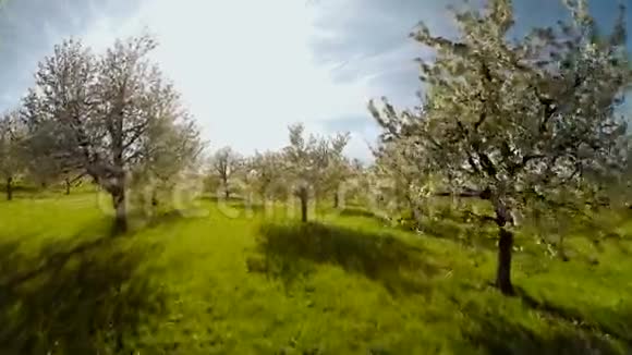飞越春天树木植物自然背景夏季鸟瞰视频的预览图