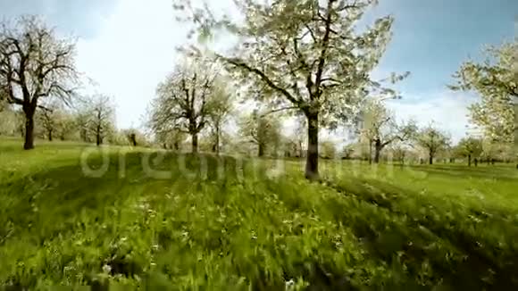 飞槽春树剪影春日耀光自然视频的预览图