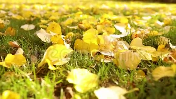 秋天的绿草上有明亮的黄叶城市公园阳光下绿草上的落叶特写视频的预览图