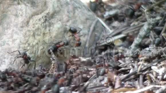 巨大的木匠蚂蚁蚁群中的蚂蚁工视频的预览图