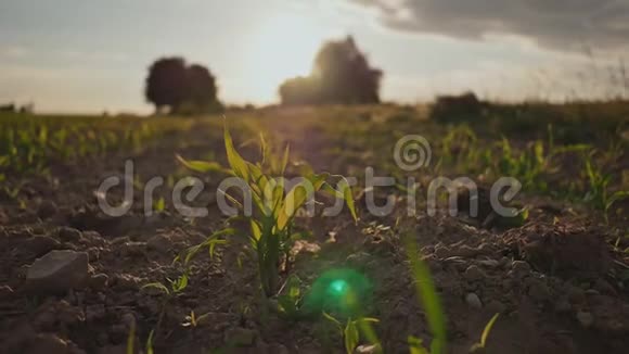 将绿色玉米种植在花园上阳光选择性和柔和的焦点日落晚上的时间视频的预览图
