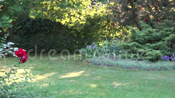 家庭园割草妇女用割草机割草靠近院子里的红玫瑰灌木4K视频的预览图