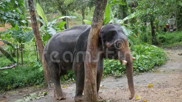 大象在树上挠头泰国雨林自然动物高清慢速运动视频的预览图