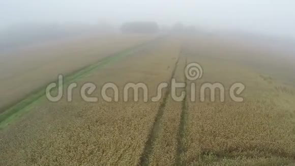 雾蒙蒙的早晨从无人驾驶飞机俯瞰成熟麦田视频的预览图