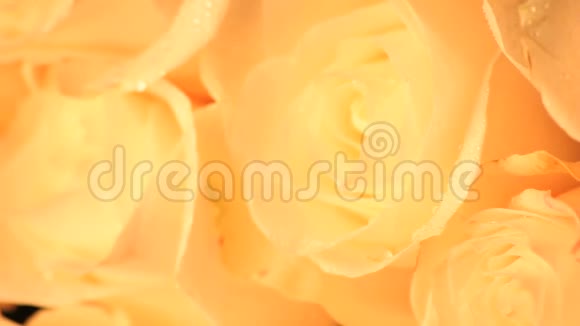 动的白色玫瑰花瓣超级特写视频的预览图