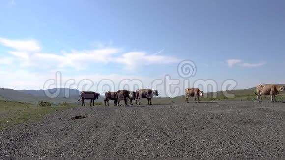 几头牛站在天空的背景上视频的预览图