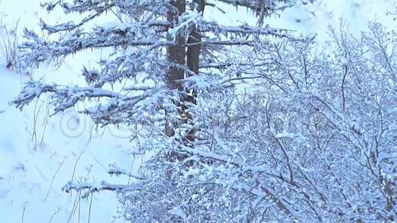 冬天大的死雪云杉树视频的预览图