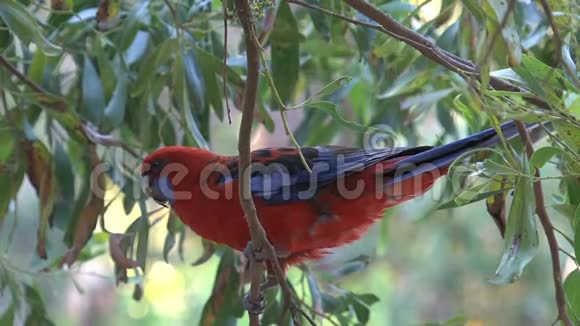 澳大利亚袋鼠岛的彩鸟视频的预览图