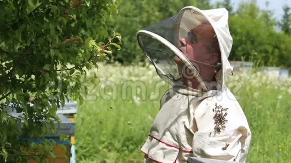 养蜂人看着一群蜜蜂的接种穿着澳大利亚西服的养蜂人视频的预览图