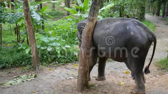 大象在树上搔脖子泰国雨林自然动物高清慢速运动视频的预览图