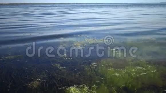 泽斯特海藻和浒苔海藻近岸的灌丛视频的预览图