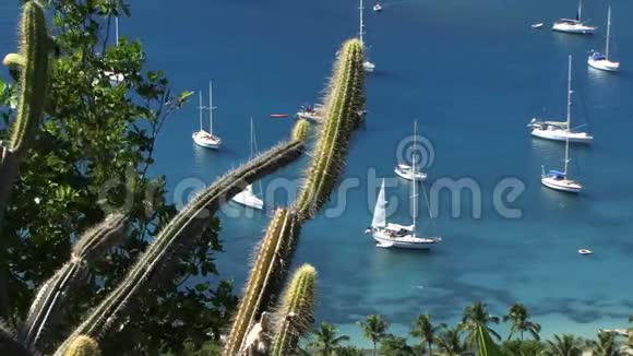 安提瓜加勒比完美度假仙人掌前景视频的预览图