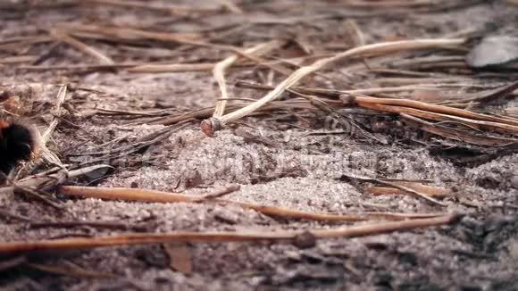 日落时分毛虫在松在松林的沙滩上爬行这是一个独特的大自然动物录像片段视频的预览图