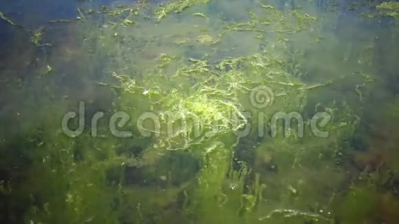 泽斯特海藻和浒苔海藻近岸的灌丛视频的预览图