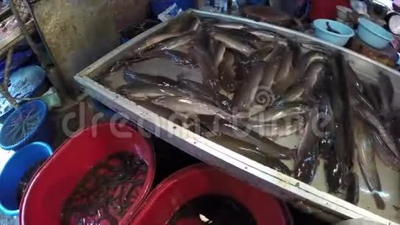 泰国鱼市场视频的预览图