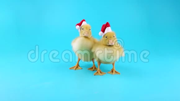 两只戴着圣诞老人帽子的有趣的小鸭子张开嘴打哈欠视频的预览图