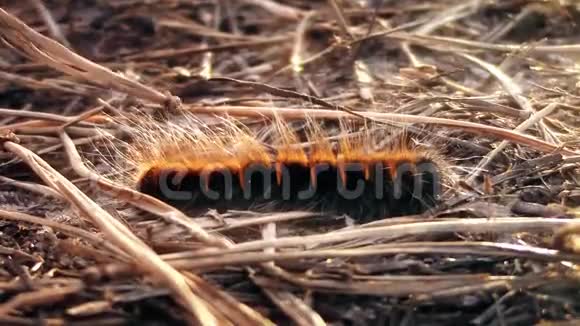 日落时分毛虫在松在松林的沙滩上爬行这是一个独特的大自然动物录像片段视频的预览图