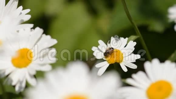 蜜蜂从野花采集花蜜视频的预览图