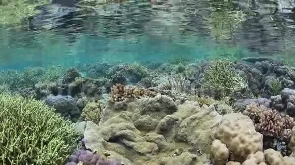 浅水中奇妙的珊瑚礁视频的预览图