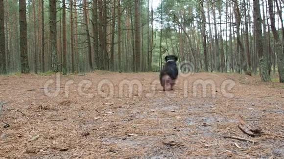 一只有趣的狗狗在大春犬后面的树林里慢跑有趣的达克松德带着一根棍子视频的预览图