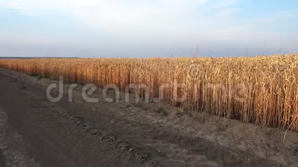 小麦穗近距离观察视频的预览图