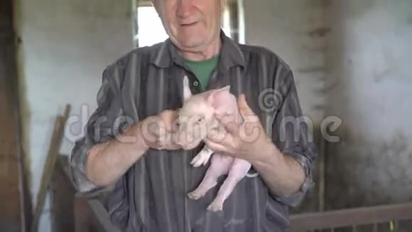 快乐的老人手上拿着猪在4K的摄像机上微笑视频的预览图