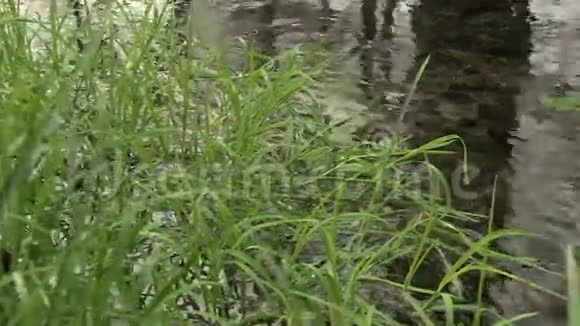 溪中草和水的细节视频的预览图