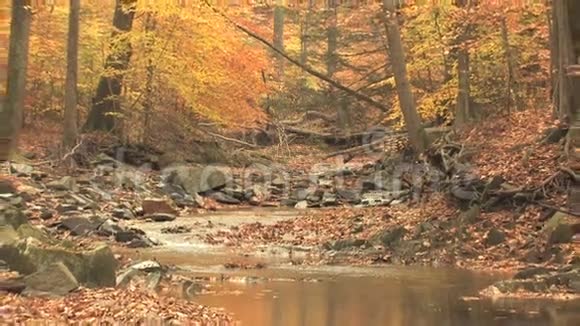蜿蜒的小溪穿过秋天的树林视频的预览图