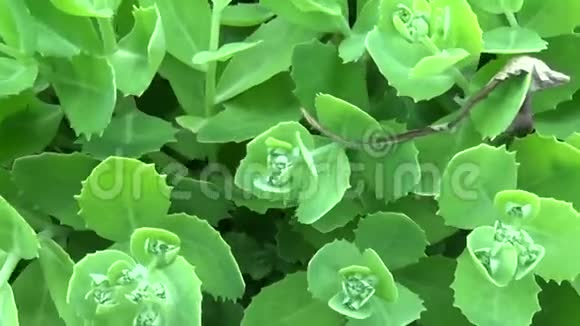 景天植物石竹西班牙近距离绿叶在夏季动态摄像机水平全景视频的预览图