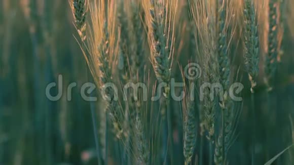 小麦绿穗的特写视频的预览图