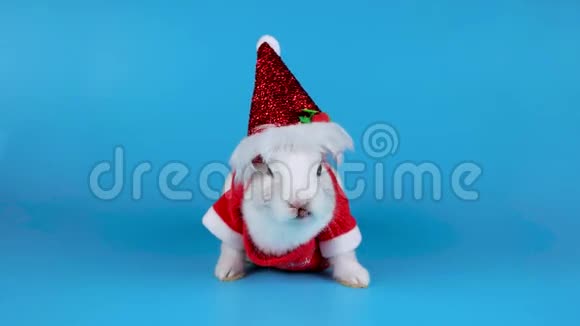 穿圣诞服装的滑稽白兔唱圣诞歌曲视频的预览图