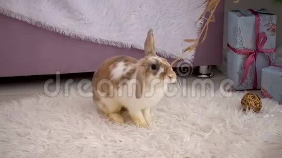 演播室里毛绒绒的米色小兔子视频视频的预览图