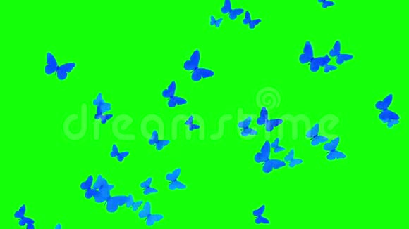 一群蝴蝶在绿色的屏幕上朝同一方向飞行视频的预览图