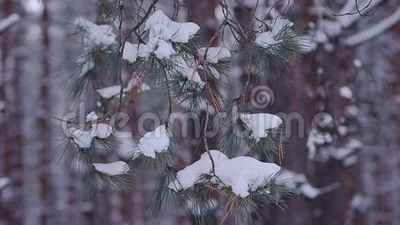 冬天的森林吃着美妙的树枝白雪覆盖在风中摇曳视频的预览图