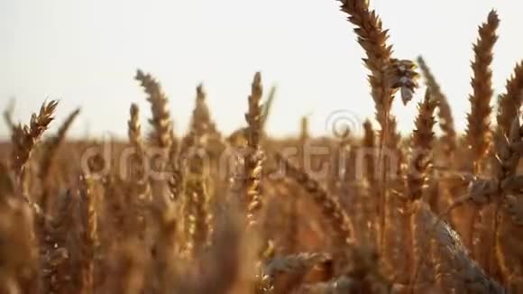 小麦穗近距离观察视频的预览图