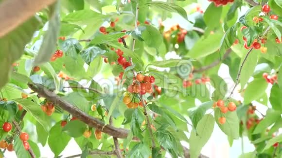 在春天或夏天在果田的樱桃树上把新鲜的有机成熟的樱桃合上健康食品水果概念视频的预览图