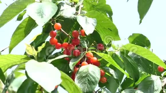 在春天或夏天在果田的樱桃树上把新鲜的有机成熟的樱桃合上健康食品水果概念视频的预览图