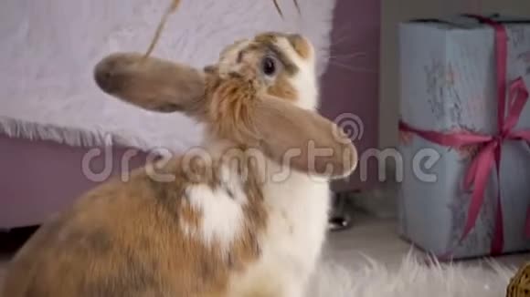可爱的米色兔子在工作室休息视频的预览图
