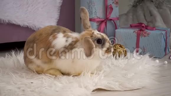 可爱的米色兔子在工作室休息视频的预览图