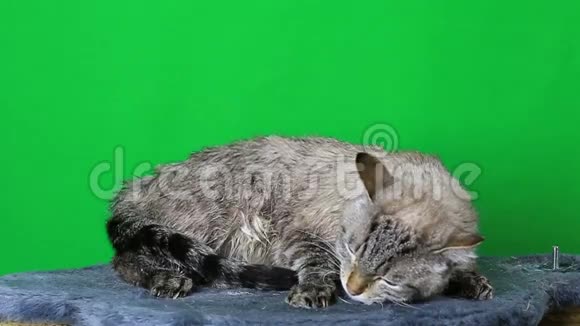 湿猫躺着冻僵了视频的预览图
