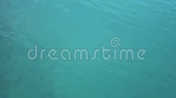 海豚在黑海游泳和跳跃空中跟踪海豚与婴儿视频的预览图