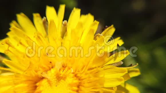 春天绿色草地上的黄色蒲公英美丽的黄色蒲公英视频的预览图