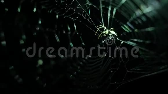 蜘蛛在网络上运行夜视高清慢镜头泰国视频的预览图