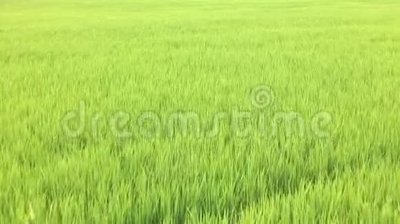 泰国稻田中的幼米高质量镜头视频的预览图