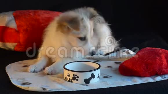 小狗躺在一个空碗和一个心形的枕头旁边黑色背景和选择性聚焦视频的预览图