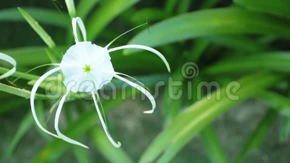 蜘蛛百合花头白色高清晰度脚印视频的预览图