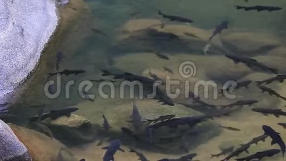 鱼在瀑布中游泳NamtokPhlio在国家公园Chanthaburi省泰国视频的预览图