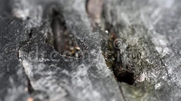 一群蚂蚁在木头上视频的预览图