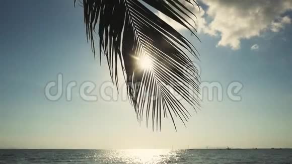 棕榈树映衬着大海和灿烂的阳光慢动作1920x1080视频的预览图