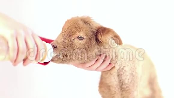 喝牛奶的羔羊视频的预览图